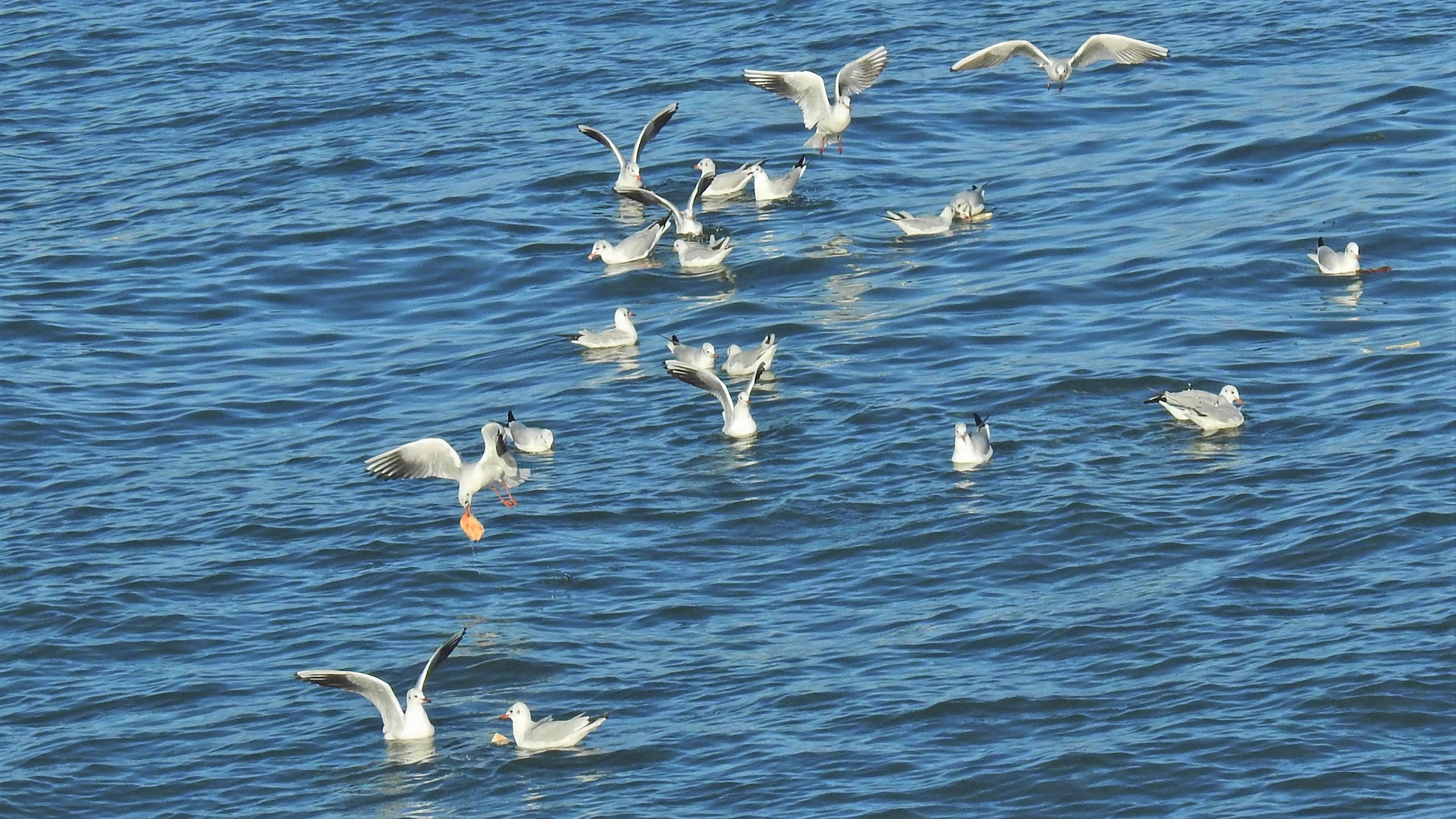 Black-headed Gull